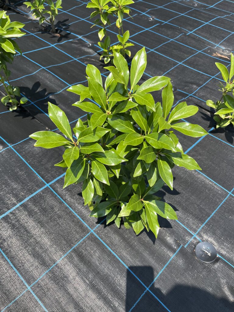 調子が良いシキミ