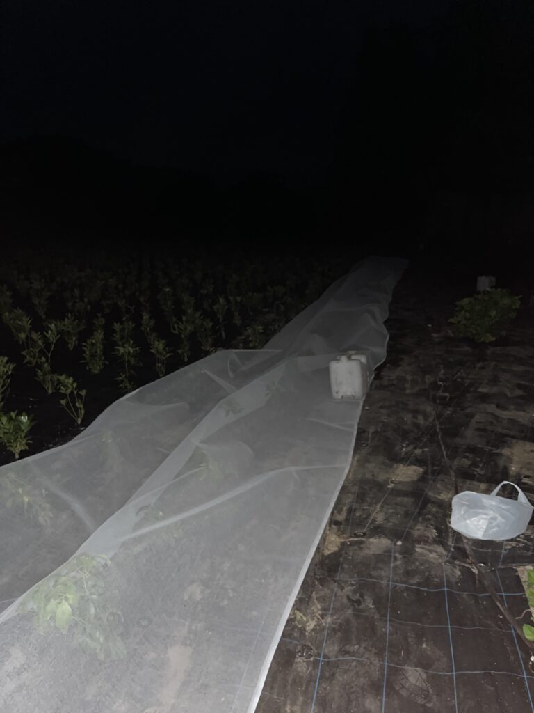 暗い農場の景色、シキミを覆う薄い白いネット