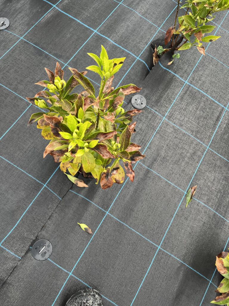 葉焼けしているシキミの様子